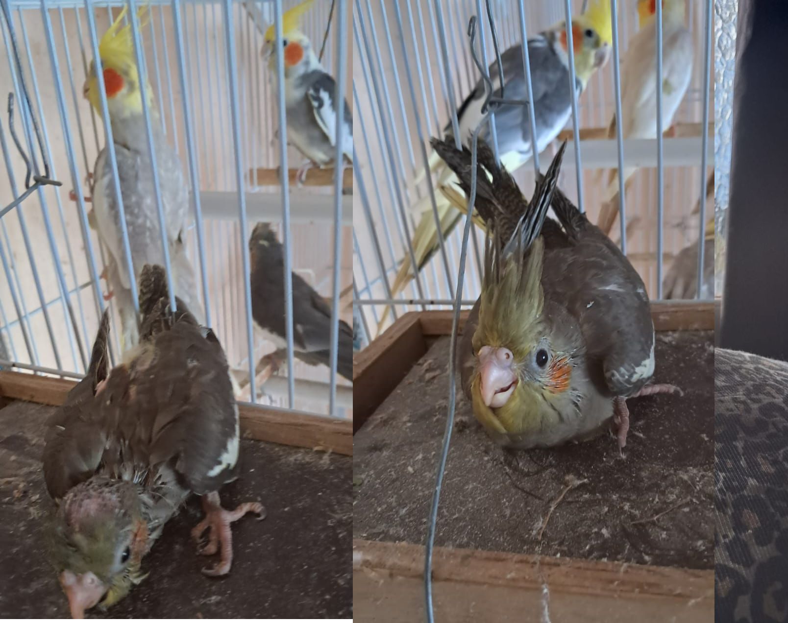 Calopsita (Filhotes)