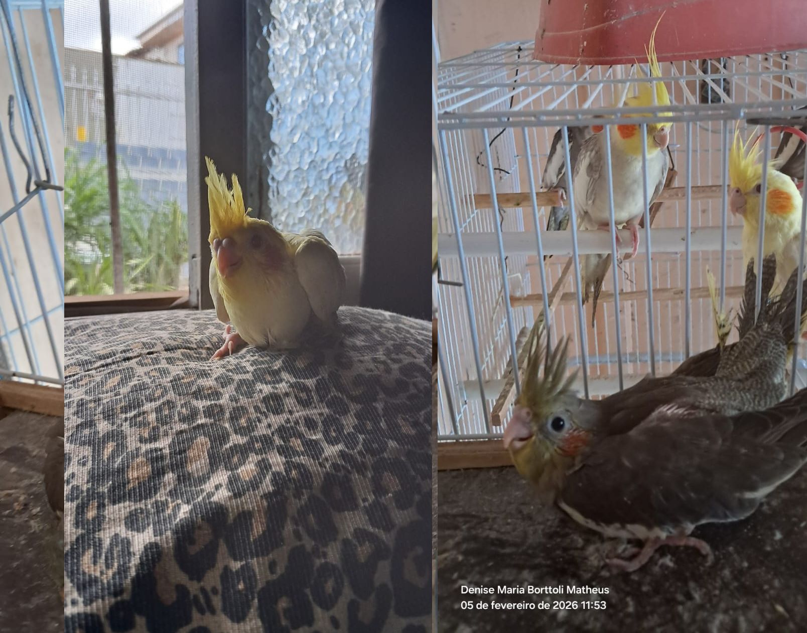 Calopsita (Filhotes)